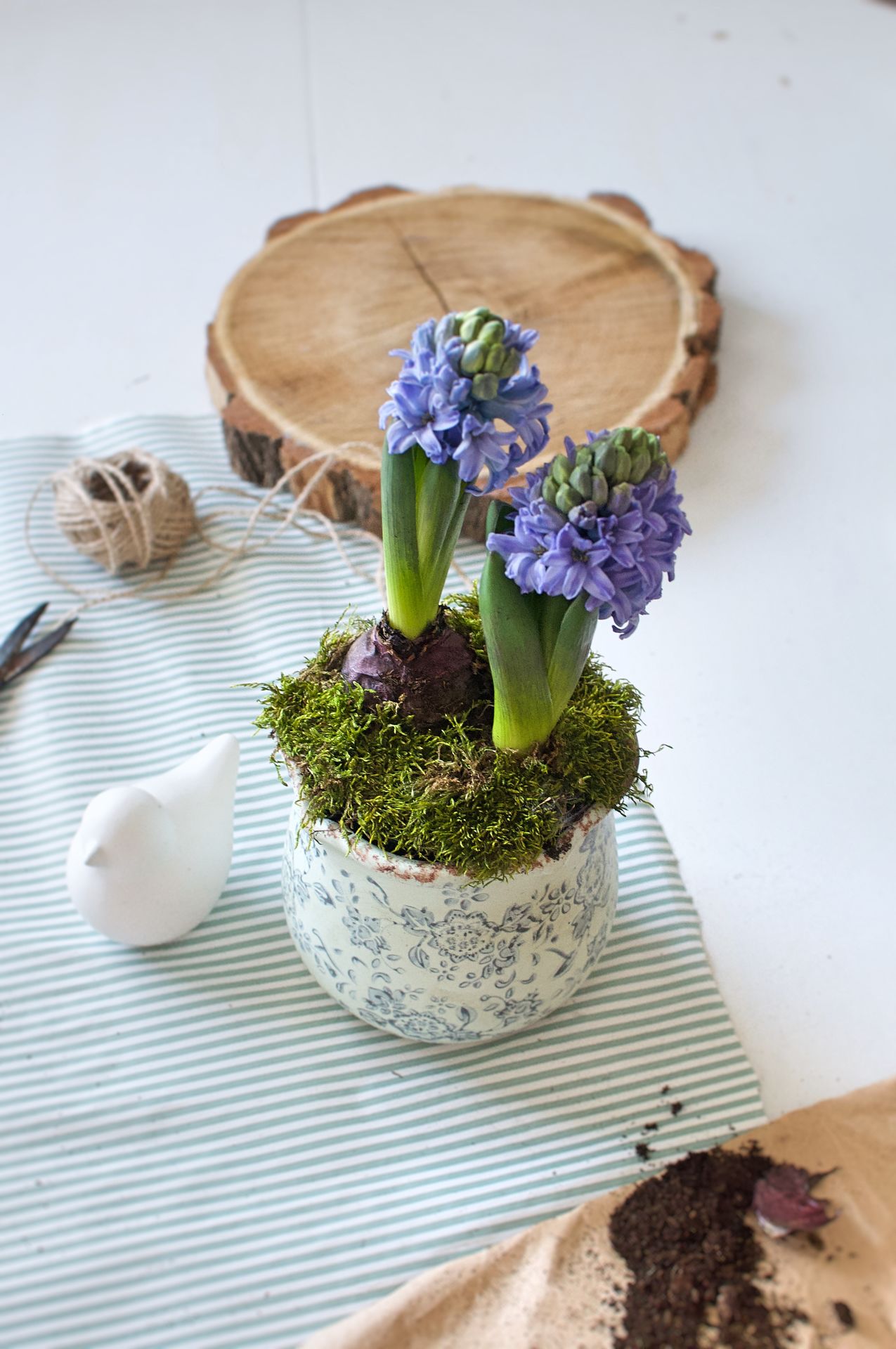 jarny aranzman s hyacintami
